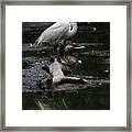 Great Fishing Egret Framed Print
