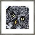 Great Gray Owl Face #2 Framed Print