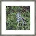 Great Gray Owl In Pine Tree Framed Print