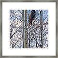 Great Grey Owl Framed Print