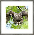 Great Grey Owl Flying Framed Print