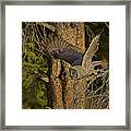 Great Grey Owl In Flight-signed-#4143 Framed Print