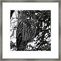 Great Grey Owl Portrait Framed Print
