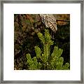 Great Grey Owl-signed-#4102 Framed Print