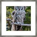 Great Grey Owl Yellowstone Framed Print
