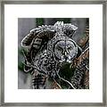 Great Grey Stare Down Framed Print