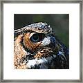 Great Horned Owl Framed Print