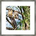 Great Horned Owl Family Framed Print
