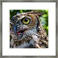 Great Horned Owl I Visit Www.angeliniphoto.com For More Framed Print