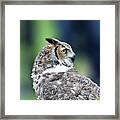 Great Horned Owl Profile Framed Print