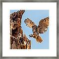 Great Horned Owl Returning To Her Nest Framed Print