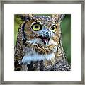 Great Horned Owl Smiling Framed Print