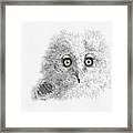 Great Horned Owlet Framed Print