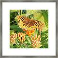 Great Spangled Fritillary On Butterfly Weed Framed Print