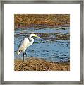 Great White Heron Framed Print