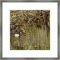 Greater Scaup Framed Print
