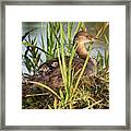 Grebe And Chicks Framed Print