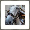 Greek Independence Day Nyc 4_20_2018 - Horse Framed Print