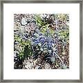 Greek Spiky Plant Framed Print