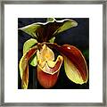 Green And Red Orchid Framed Print