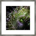 Green Anemone Framed Print