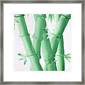 Green  Bamboo Framed Print