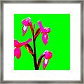 Green Champagne Orchid Framed Print