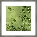 Green Drops Framed Print