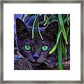 Green-eyed Cat Framed Print