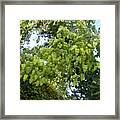 Green Fizalis Plant Framed Print