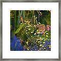 Green Frog In The Pond Framed Print