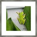 Green Frog Framed Print