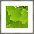 Green Ginkgo Framed Print