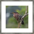 Green Heron 958 Framed Print