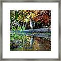 Green Heron Framed Print