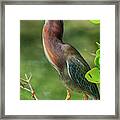 Green Heron Pose Framed Print