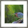 Green Heron- St Lucia Framed Print