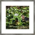 Green Heron Juvenile Learning To Fish Framed Print