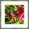 Green Hummingbird Framed Print