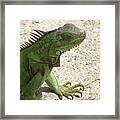 Green Iguana On A Pathway Framed Print