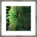 Green Leaves At Akaka Falls Framed Print