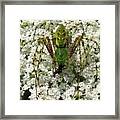 Green Lynx Framed Print