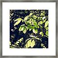 Green Mood 2 Framed Print