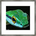 Green Parrot Snake Framed Print