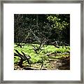 Green Peace Framed Print