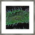 Green Sea Anemone Framed Print