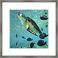 Green Sea Turtle Balicasag Island Framed Print