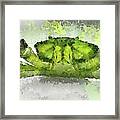 Green Shore Crab Framed Print
