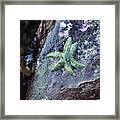 Green Starfish Framed Print