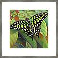 Green Tailed Jay Butterfly Framed Print